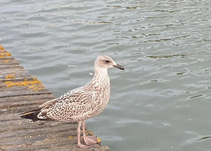 700 Metres De La 公寓 *