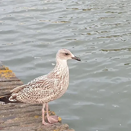 700 Metres De La Lejlighed *